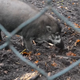 A Visayan warty pig using a piece of bark to dig a nest pit.